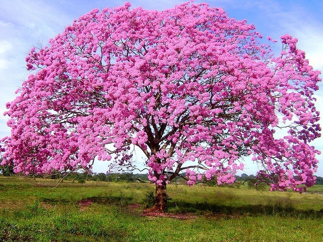 Terreno Ip Rosa #1