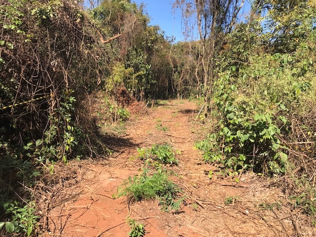 Terreno à venda, 10000m² - Foto 4