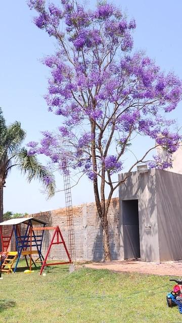 Chácara à venda com 3 quartos, 5000m² - Foto 8