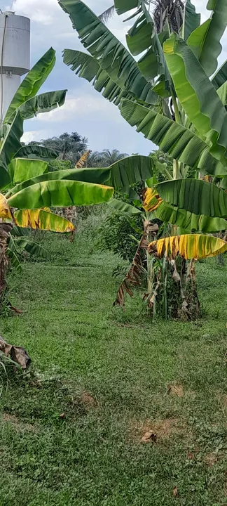 Chácara, 2000 m² - Foto 3