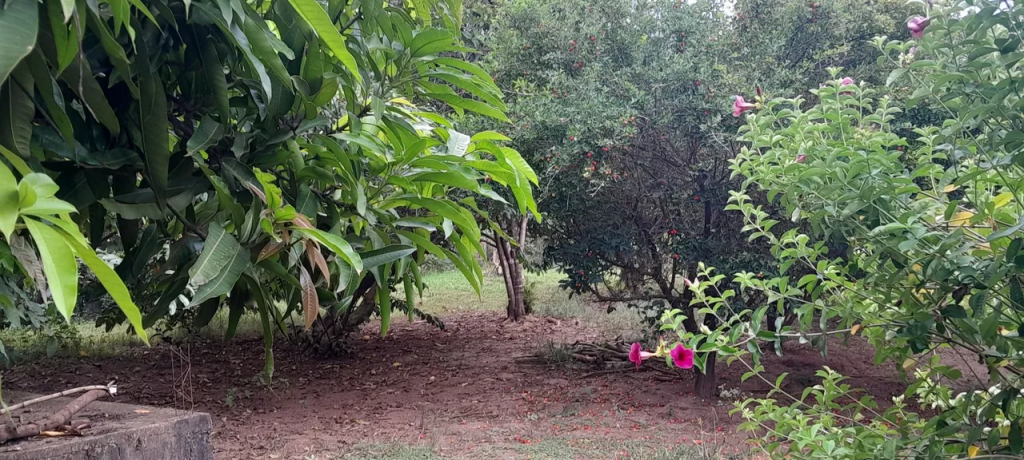 Chácara, 2000 m² - Foto 6